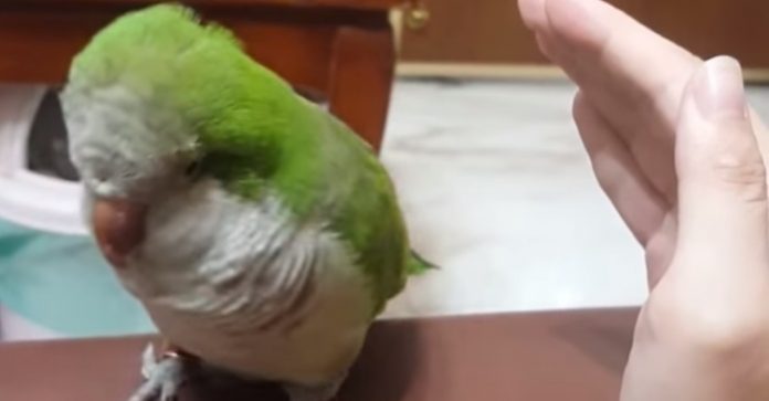 fugl