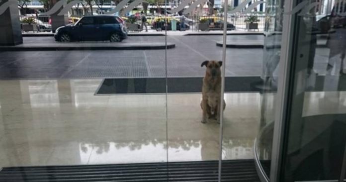 hotel_hund
