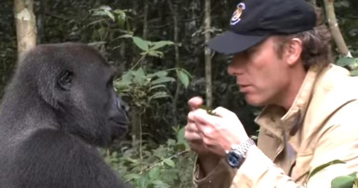 Han blir advart mot å se gorillaen igjen. 5 år senere etterlater møtet i jungelen alle i TÅRER