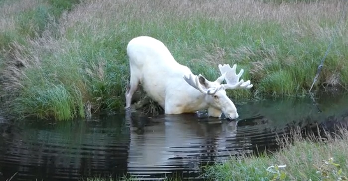 Mannen får plutselig øye på albino-elgen. Det han fanger på film har fascinert en halv MILLION