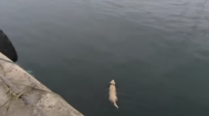 Hver dag forsvinner hunden ned til havnen. HEMMELIGHETEN er skjult under vann