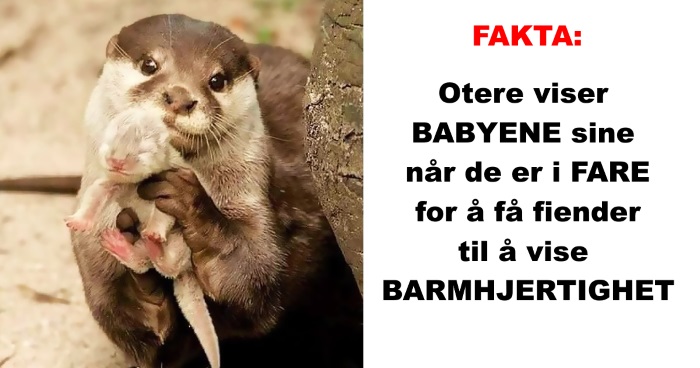 Visste du dette? 20 UTROLIGE dyrefakta: