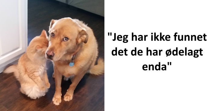 19 GENIALE kattebilder: Nr. 7 fikk meg til å le høyt!