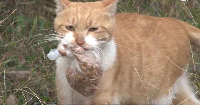 Den hjemløse katten takker nei til mat hvis hun ikke får den i en pose: Så ser kvinnen HVORFOR