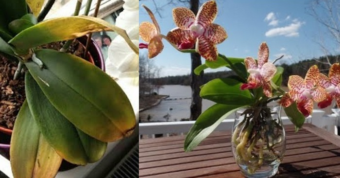 Lei av livløse orkidéer? Prøv dette GENIALE tipset som får dem i full blomst igjen: