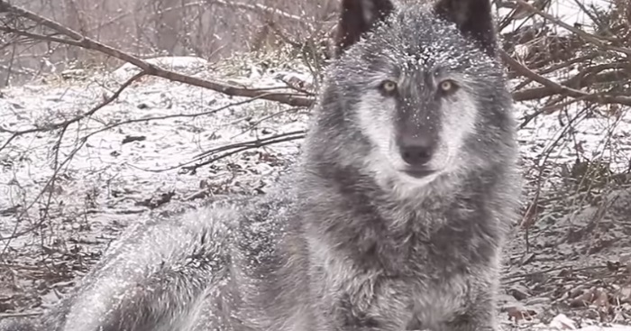 Helt magisk: SE videoen av ulven som gir MILLIONER gåsehud!